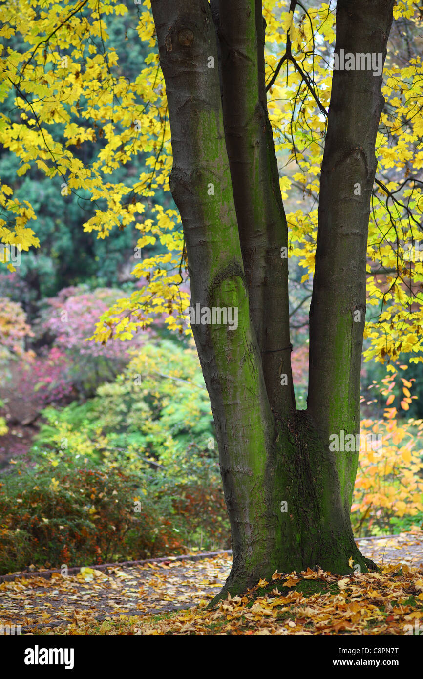 Old maple tree in autumn Acer pseudoplatanus Stock Photo