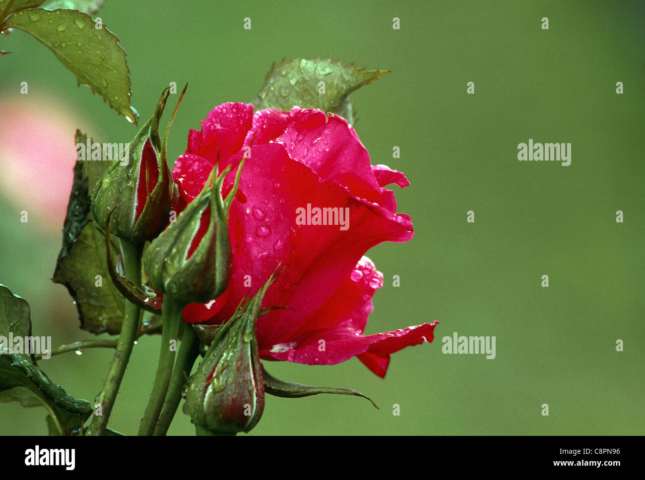 Raindrops on rose in bloom, Washington Park Rose Garden, Portland, Oregon, USA Stock Photo