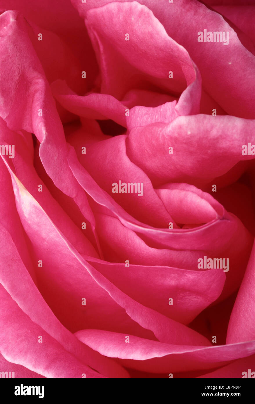 Cultivated rose close detail of petals, Washington Park Rose Garden ...