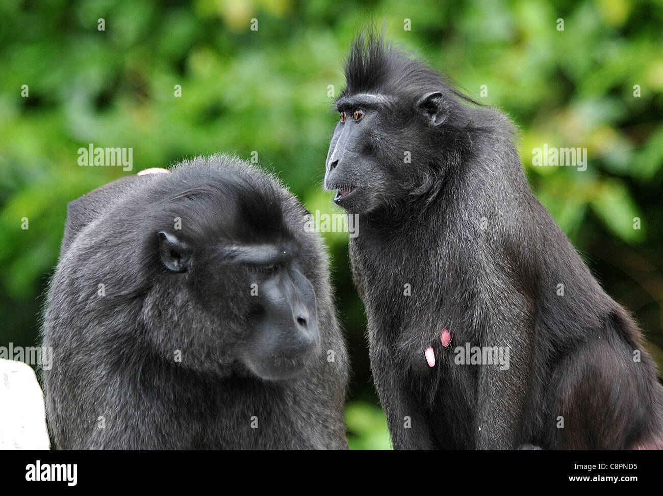 SULAWESI CRESTED BLACK MACAQUE'S, JERSEY ZOO. Stock Photo