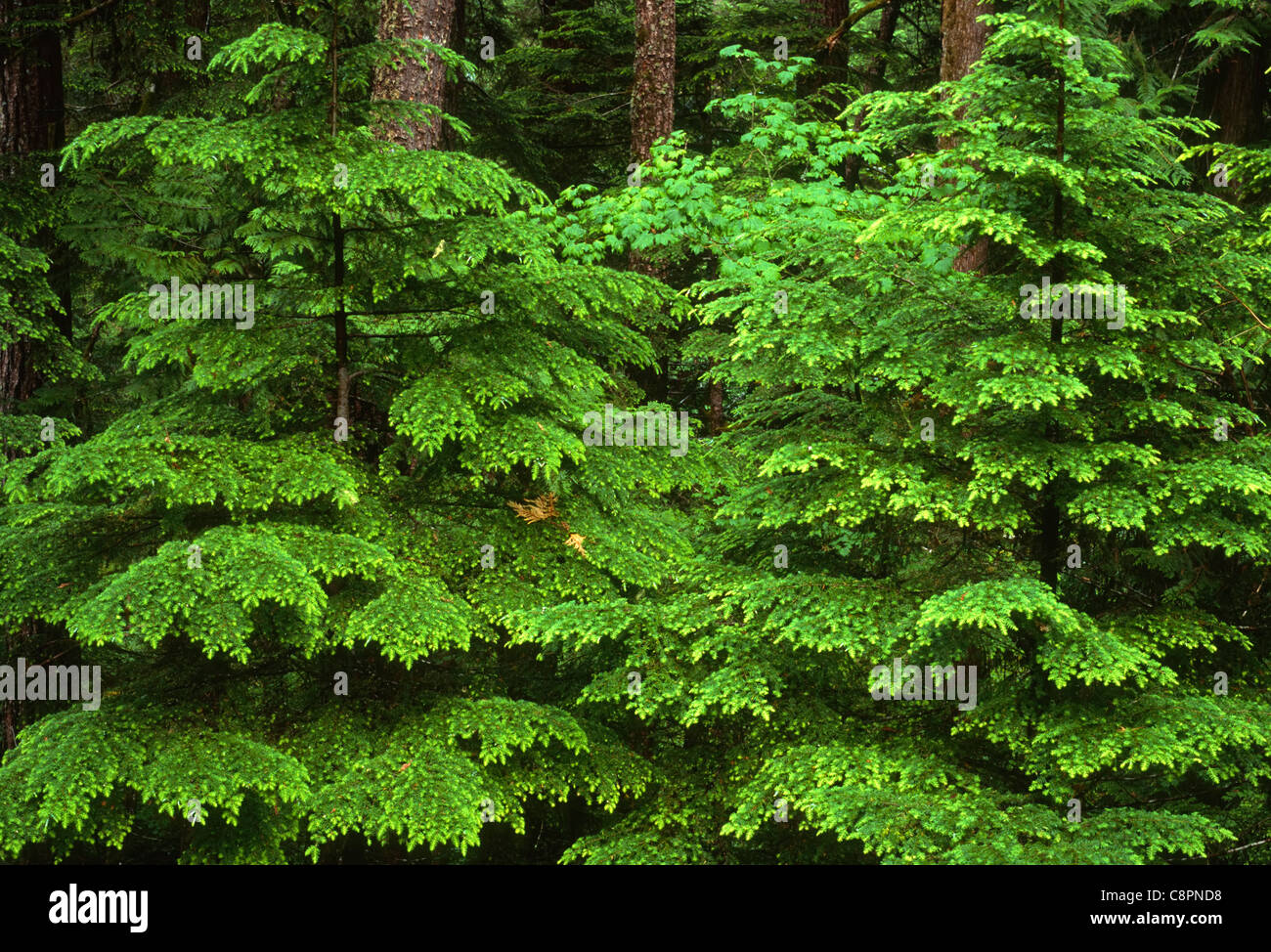 Hemlock boughs hires stock photography and images Alamy