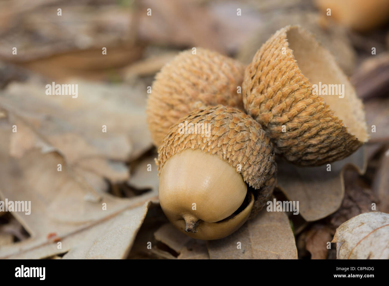 Pyrenean Oak acorn Stock Photo