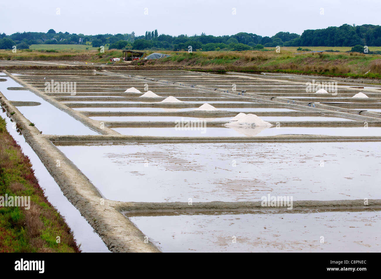 Fleur de sel (hand-harvested sea salt) skimmed of the salt beds close to Pont d'Armes in the Loire-Atlantique department. Stock Photo