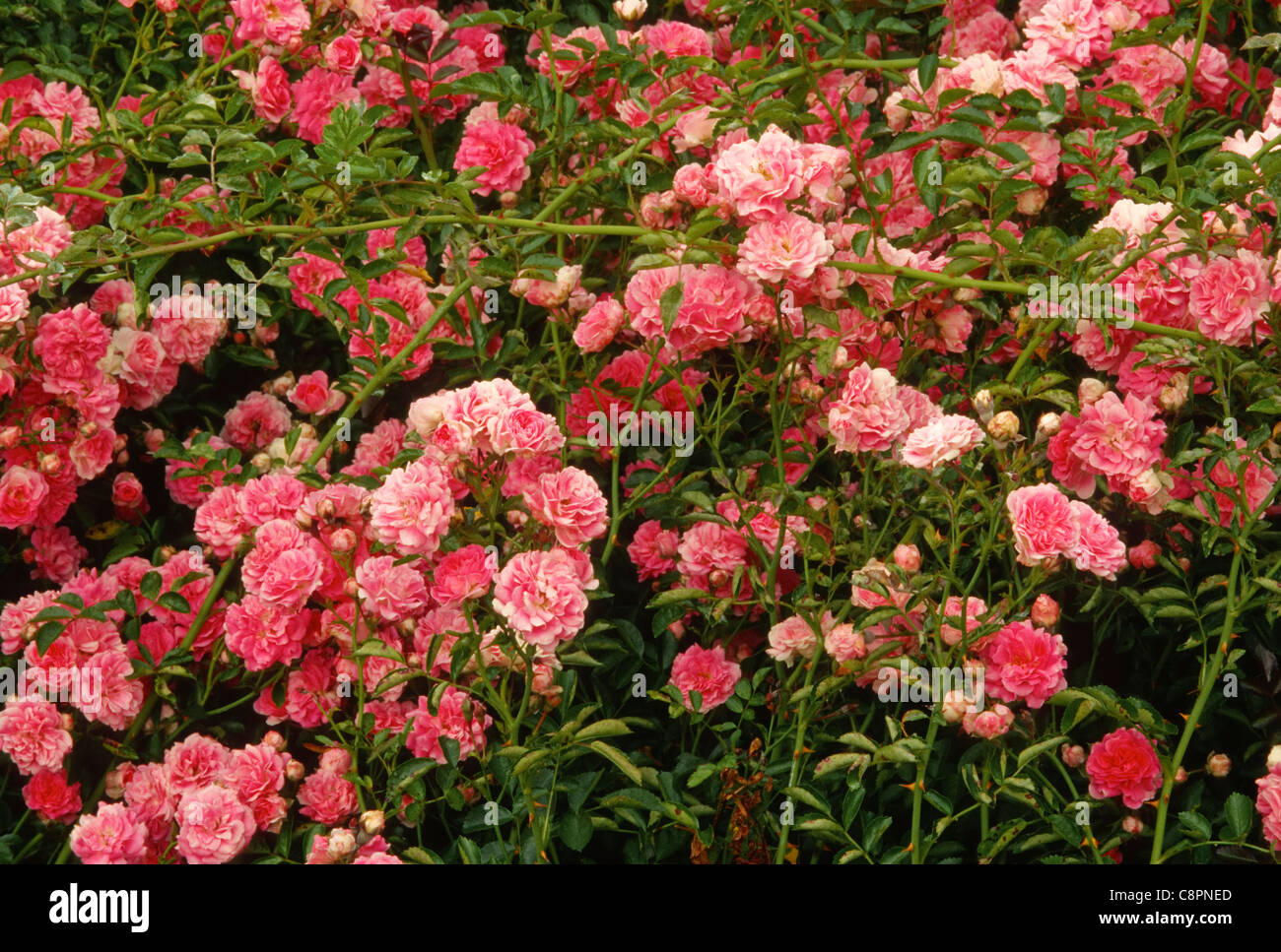 Abundant flowers of rose (Rosa spp.) in spring, Columbia River National Scenic Area, southern Washington, USA Stock Photo