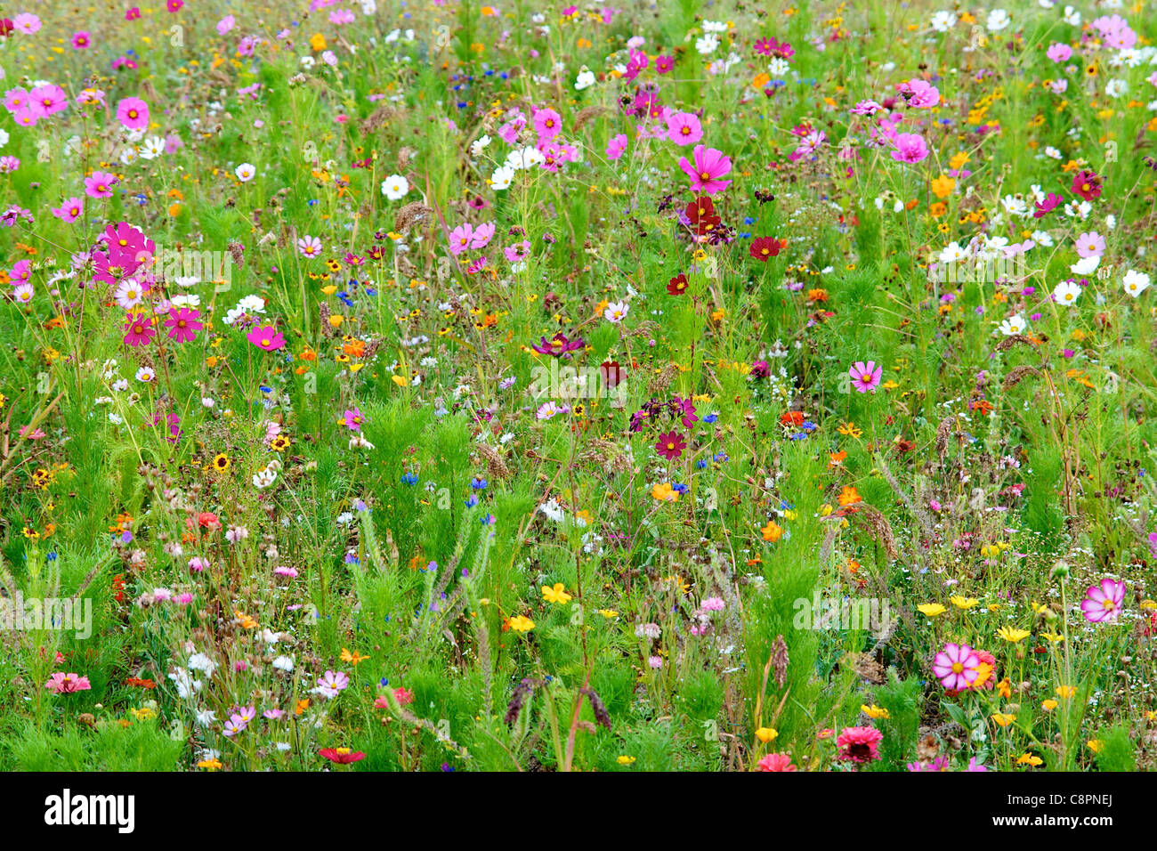Colorful field with mixed wild flowers in France in September 