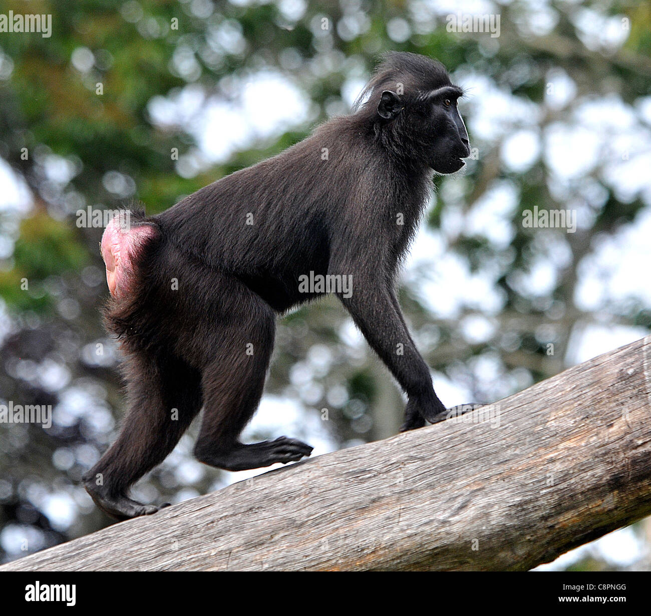 SULAWESI CRESTED BLACK MACAQUE'S, JERSEY ZOO. Stock Photo