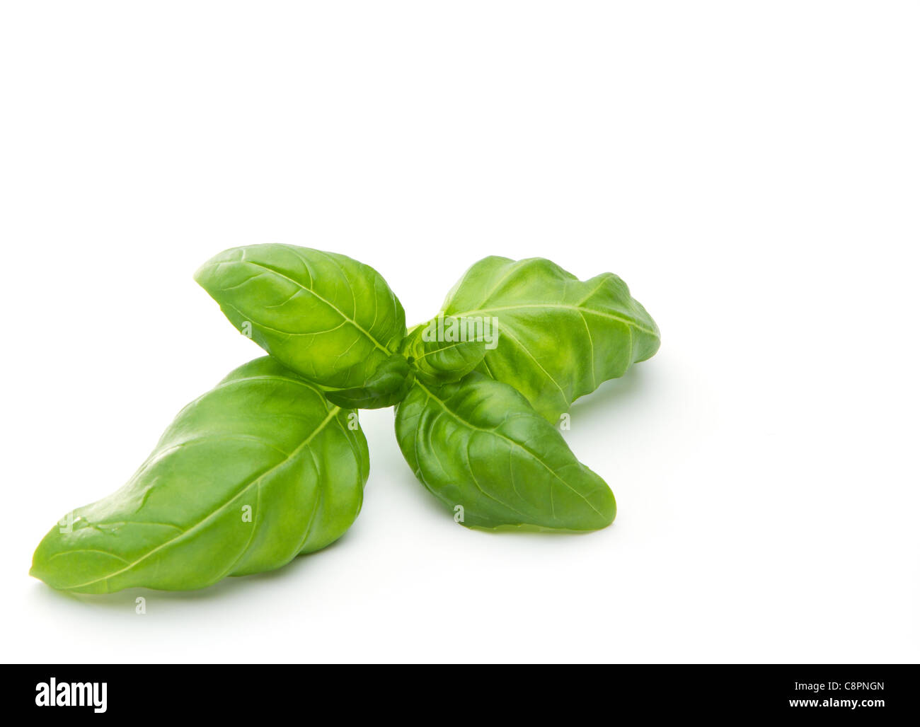 Fresh green basil leaves Stock Photo