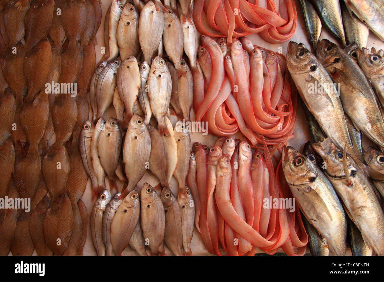 Fresh fish for sale at the seafood auction in Morocco's ancient port