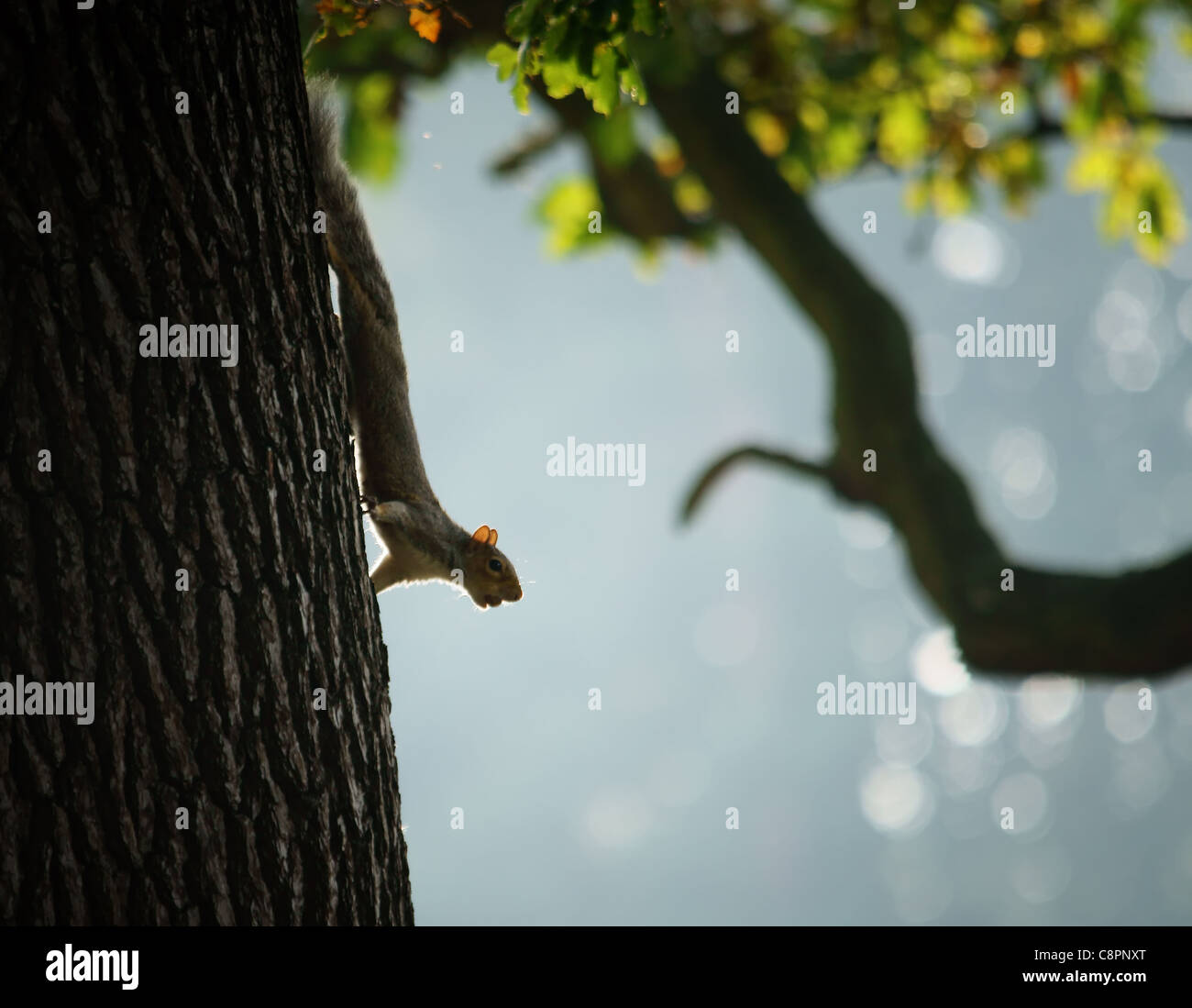 Squirrel watching Stock Photo