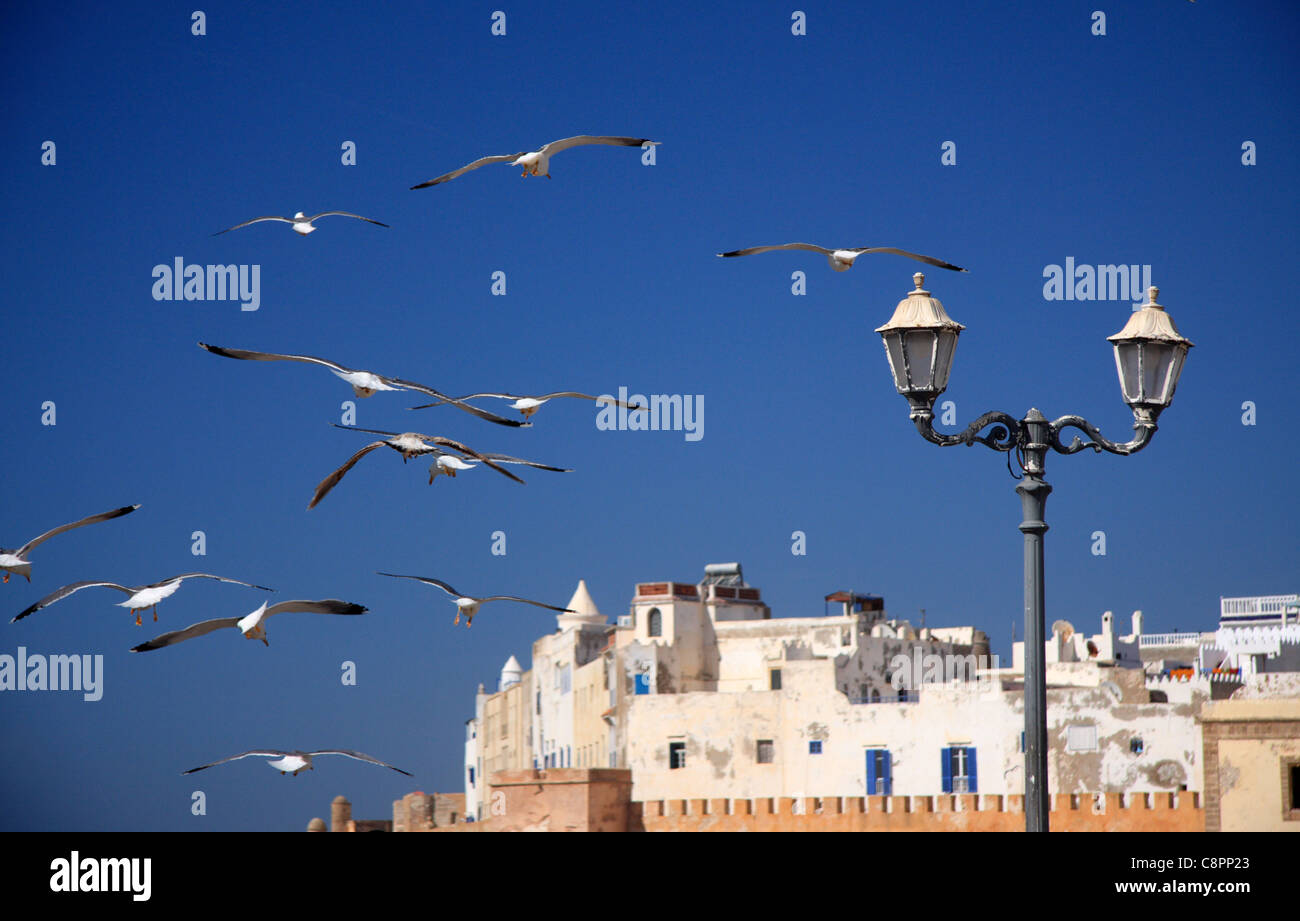 Seagulls swirl in the sky above the North bastion ramparts and medina walls in Essaouira, Morocco, north Africa. Stock Photo
