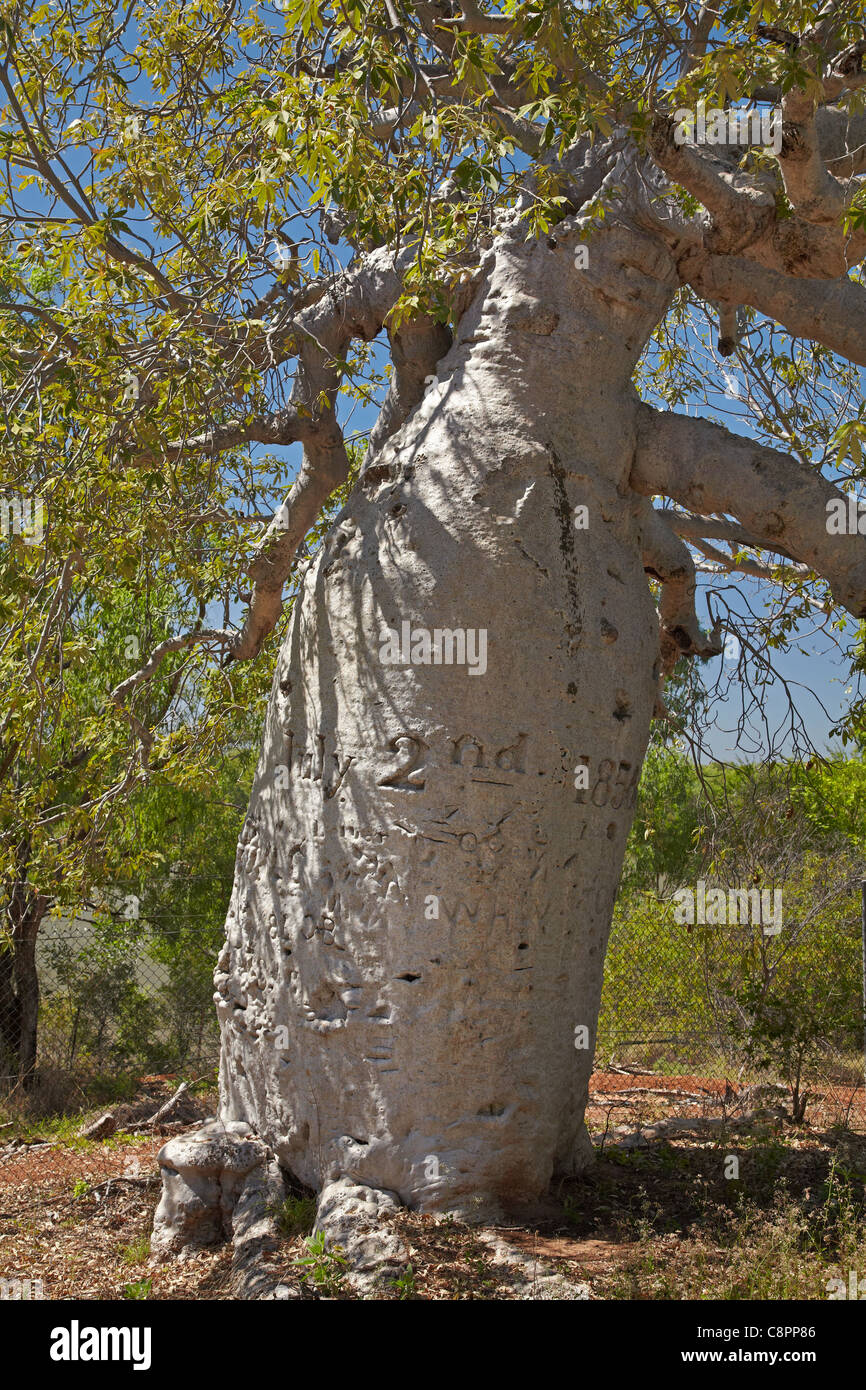 Gregory's Tree, marked 2nd July 1856 by Augustus Charles Gregory, Gregory National Park / Jutpurra National Park, Australia Stock Photo