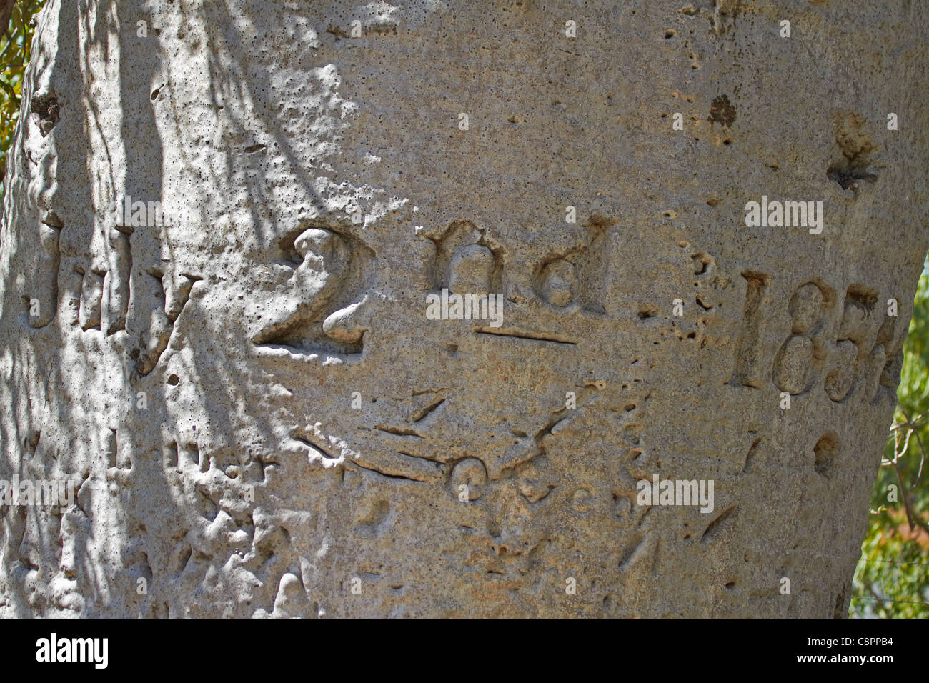 Gregory's Tree, marked 2nd July 1856 by Augustus Charles Gregory, Gregory National Park / Jutpurra National Park, Australia Stock Photo