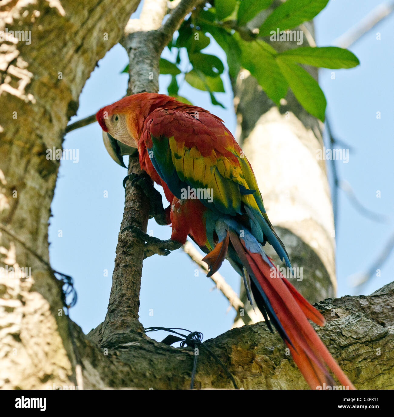 Scarlet Macaw Tambopata National Reserve Puerto Maldonado Amazon Area Peru Stock Photo