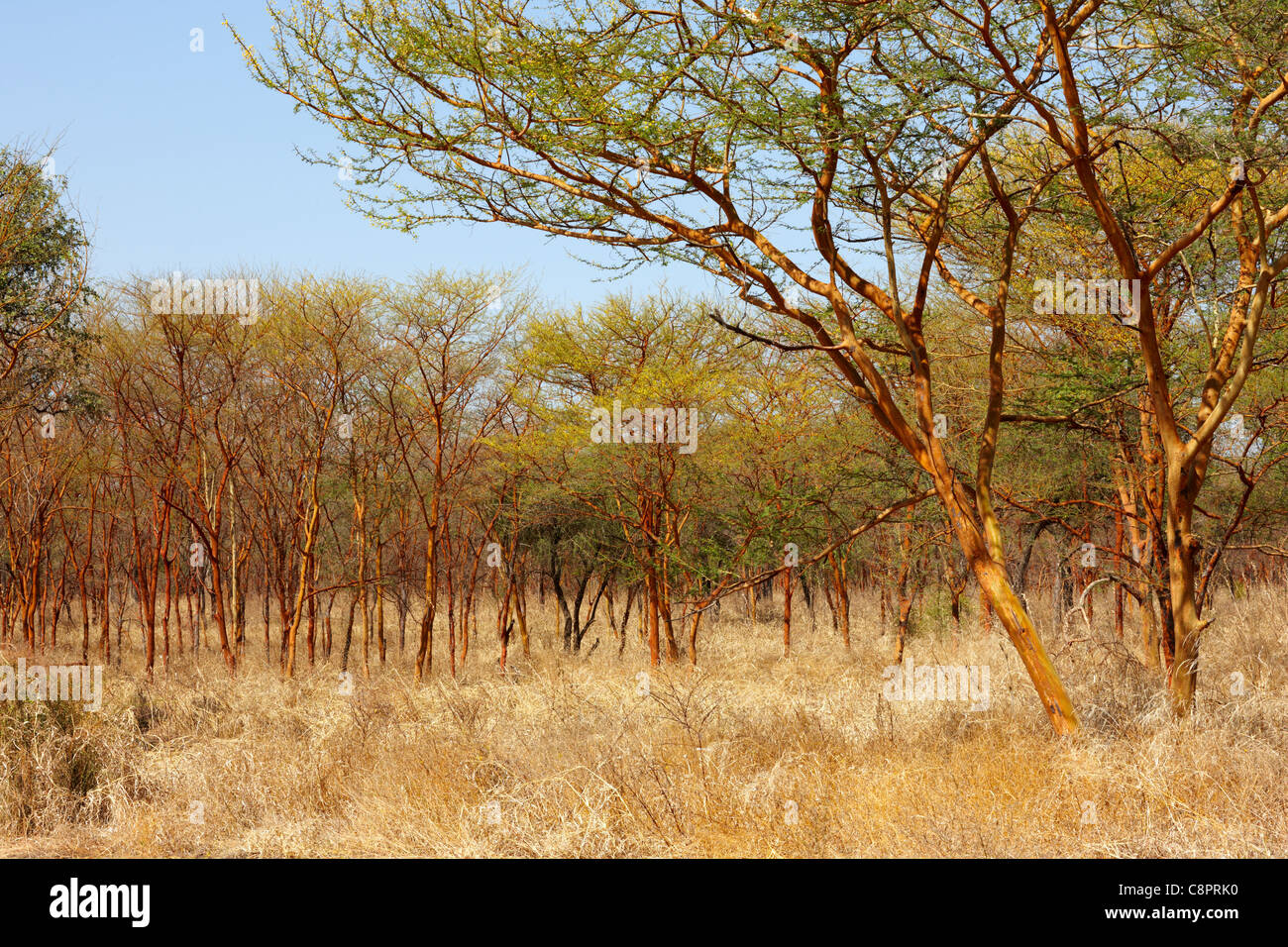 Dinder (Dindir) National Park, Northern Sudan, Africa Stock Photo