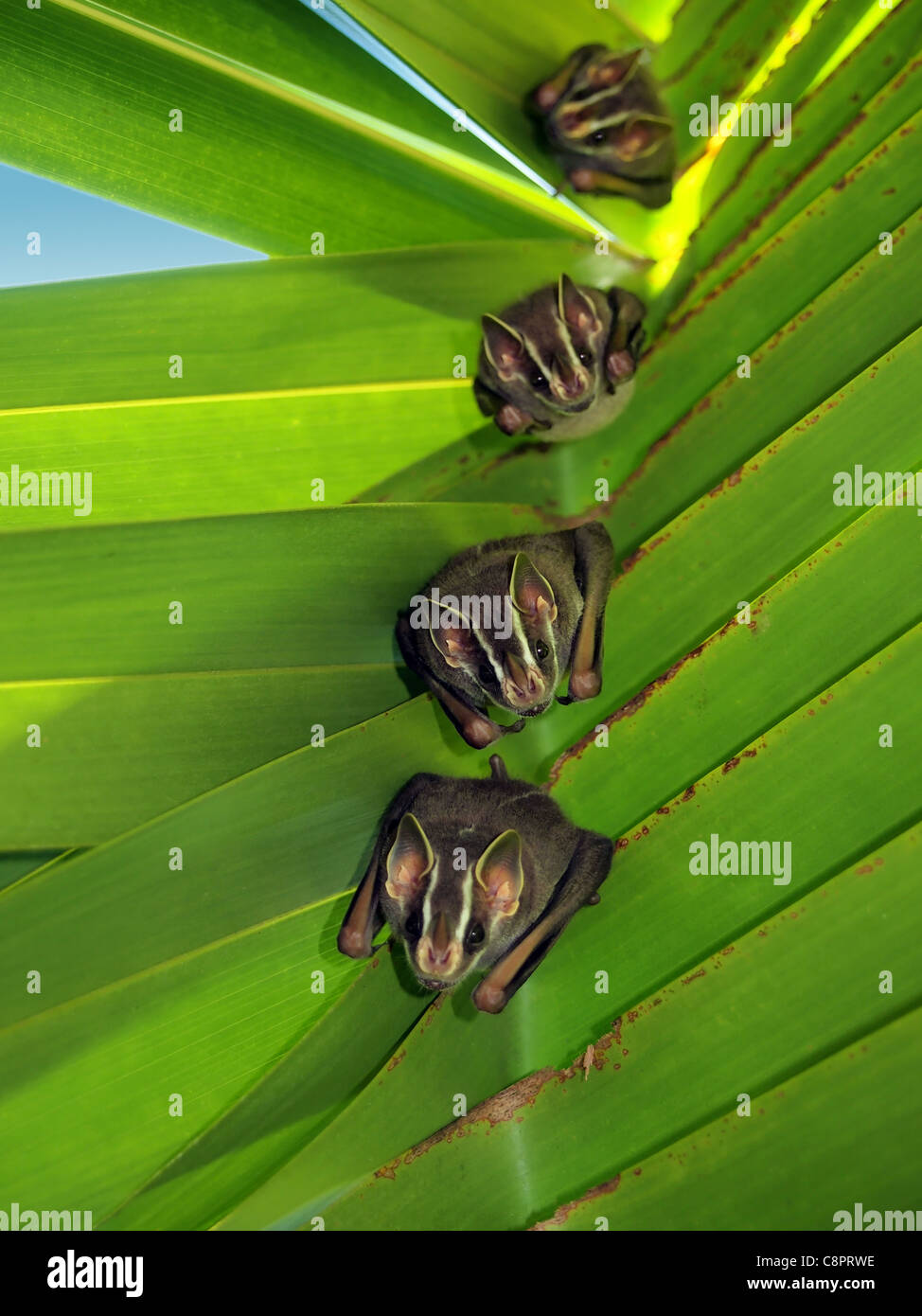 Tent-Making Bats under coconut palm, Caribbean, Costa Rica Stock Photo