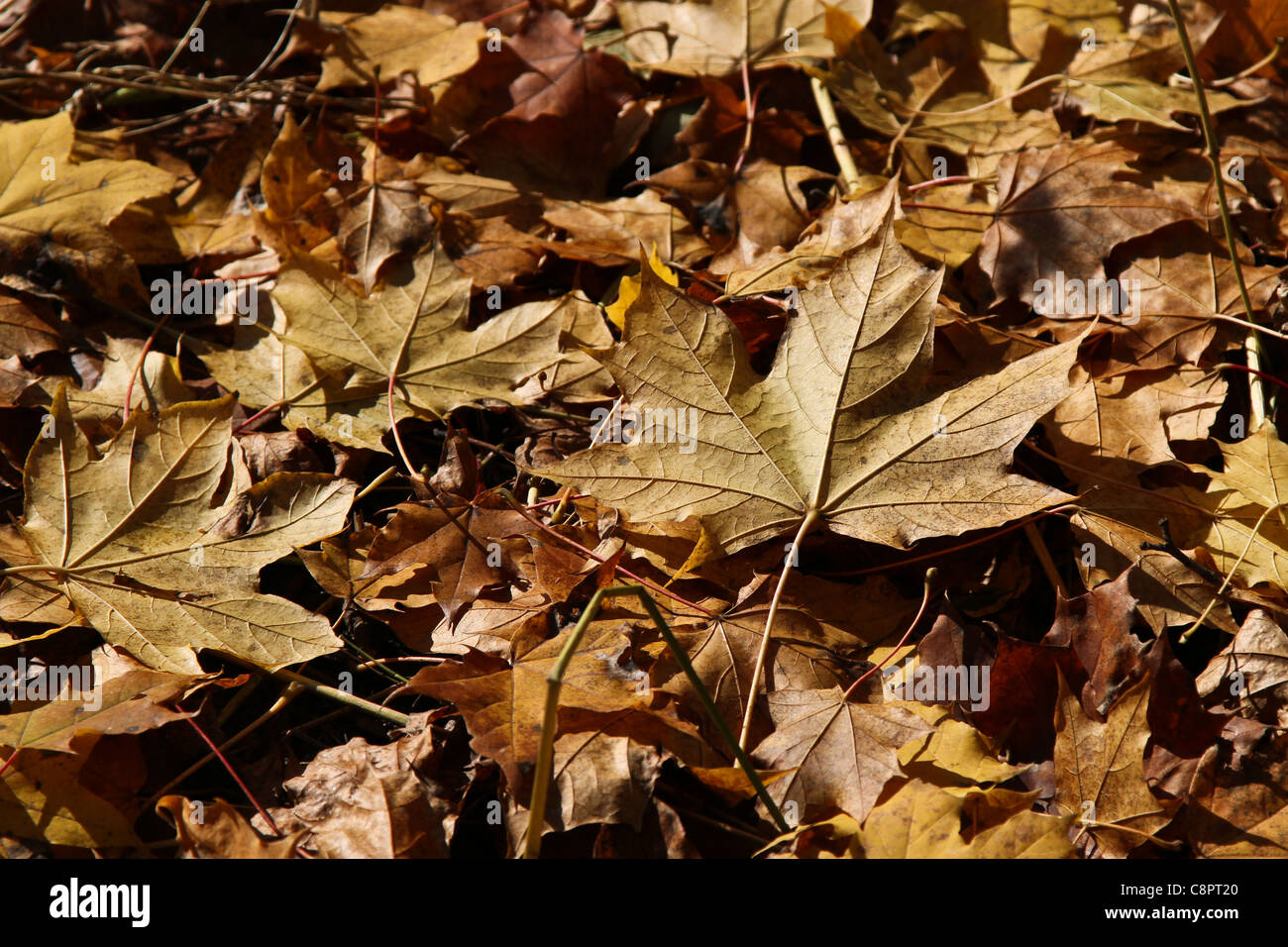 Maple leaf canada hi-res stock photography and images - Alamy