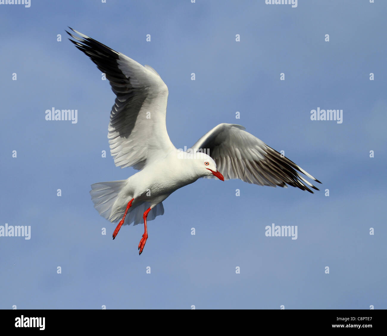 Silver gull in flight Stock Photo