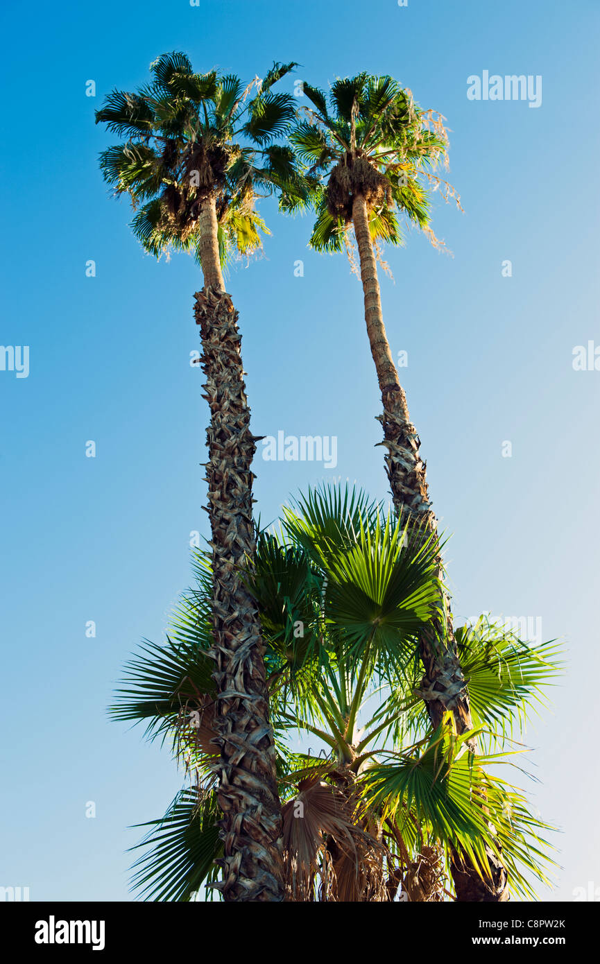 Palm trees in Palm Desert California silhouetted against a blue sky Stock Photo