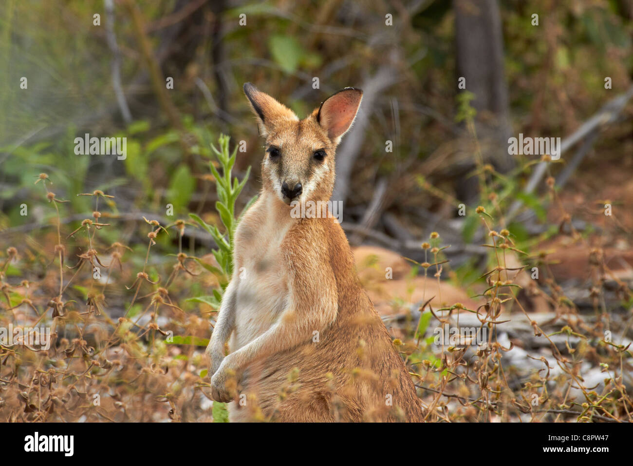 Wallaby, Katherine Gorge, Nitmiluk National Park, Northern Territory, Australia Stock Photo