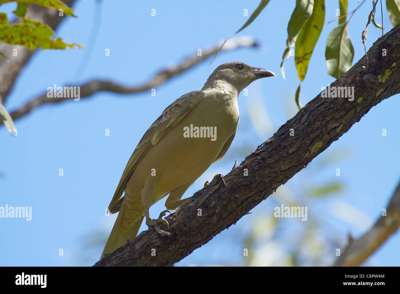 Great Bowerbird ( Chlamydera nuchalis ), Katherine Gorge, Nitmiluk National Park, Northern Territory, Australia Stock Photo