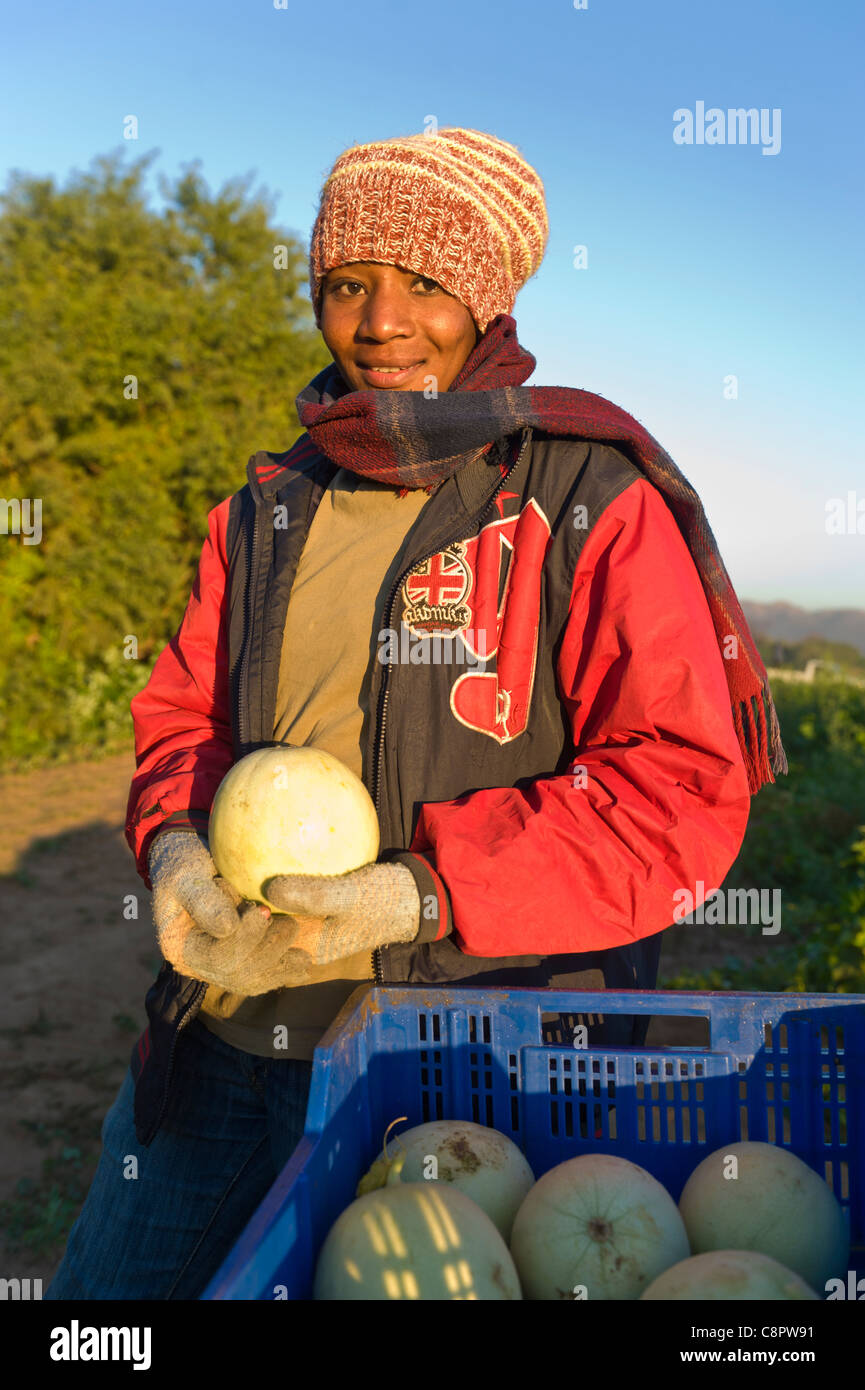 Harvesting melons africa hires stock photography and images Alamy