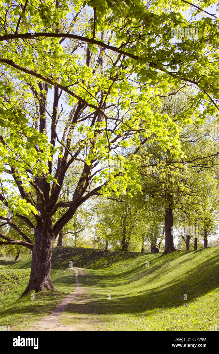 Long lived tree alley in the spring. Natural view. Stock Photo