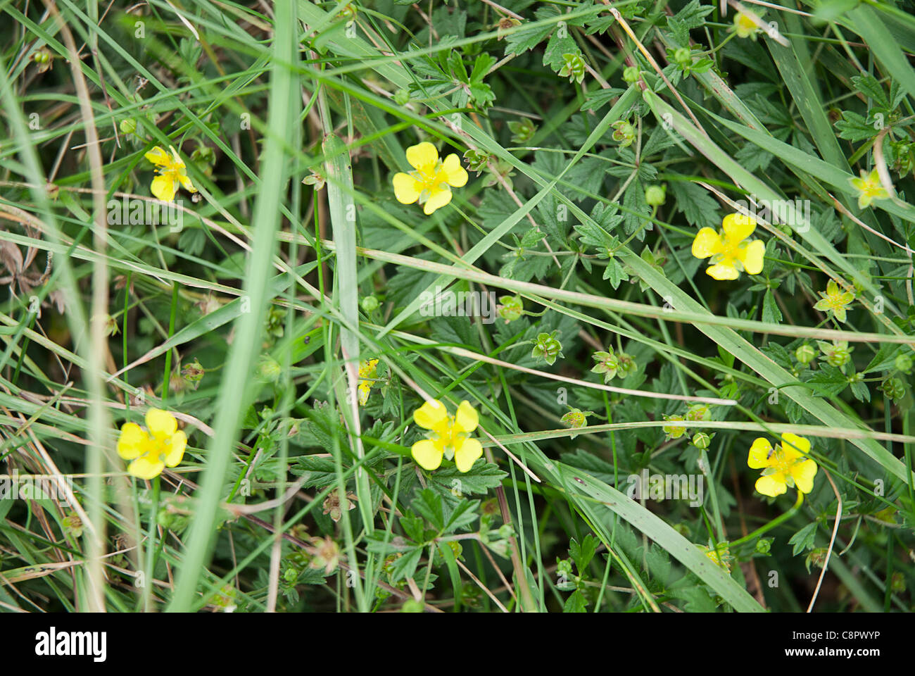 Wildflowers pembrokeshire hi-res stock photography and images - Alamy