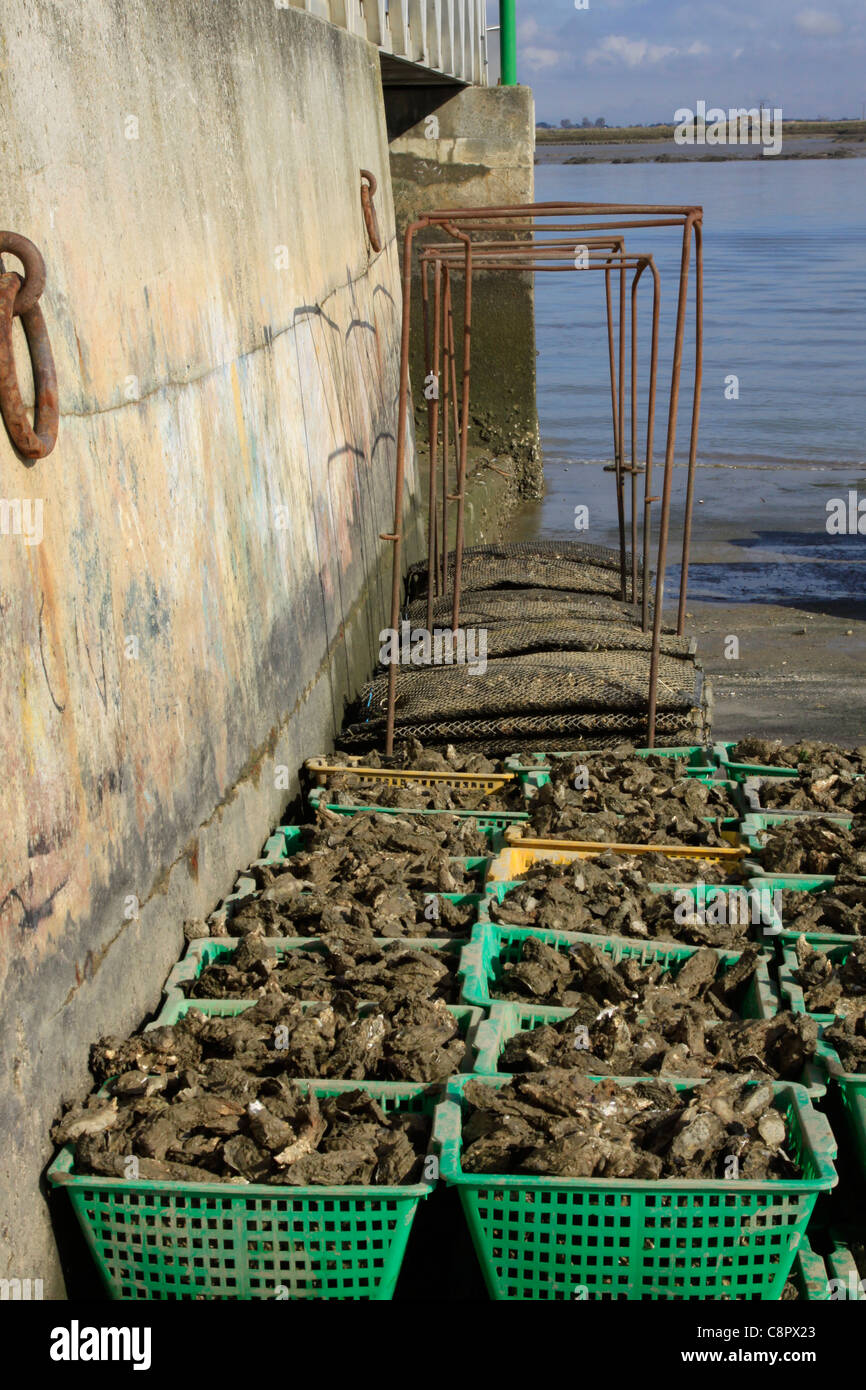 Oyster baskets hires stock photography and images Alamy