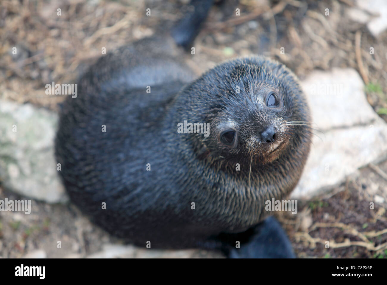 Seals in their natural habitat, Seal Bay, Kangaroo Island, South