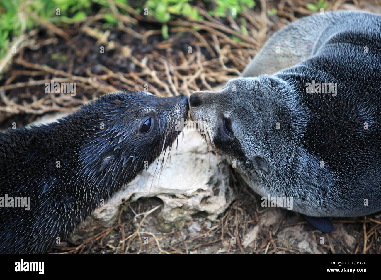 Seals in their natural habitat, Seal Bay, Kangaroo Island, South
