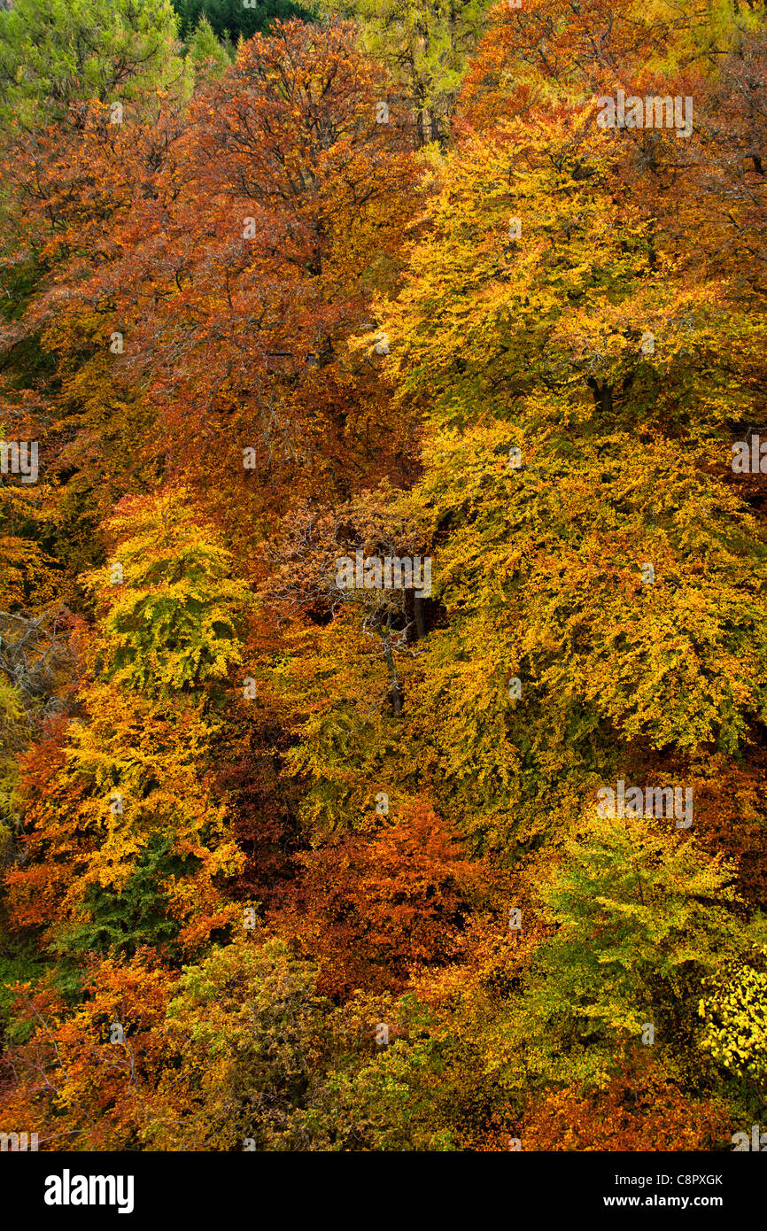 Pass of Killiecrankie Autumn colour of decidious and pine trees, Perthshire, Scotland UK, Europe Stock Photo