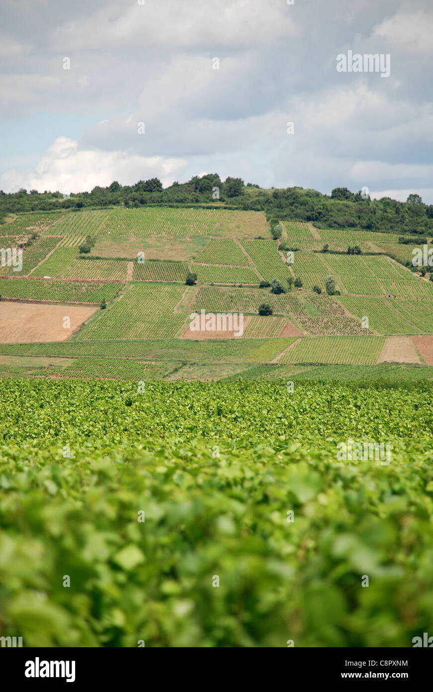 France, Burgundy, fields and vineyards near Saint-Amour-Bellevue Stock Photo