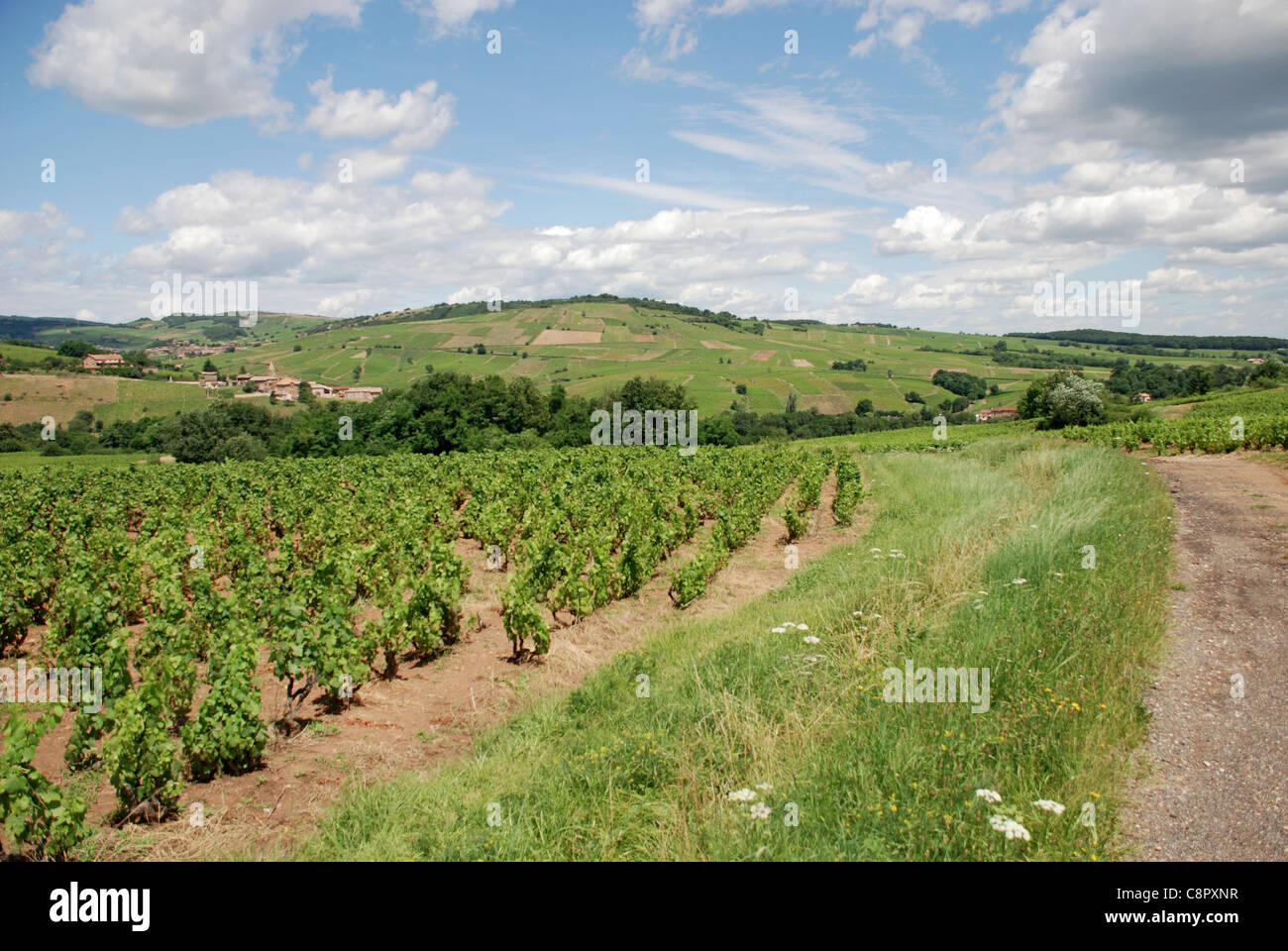 France, Burgundy, vineyards near Saint-Amour-Bellevue Stock Photo