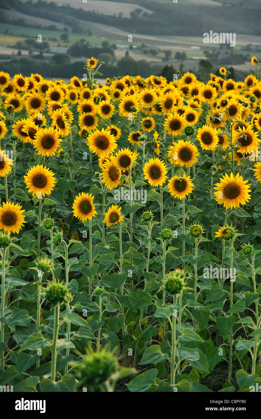 field full of sunflowers in Tuscany,Italy Stock Photo - Alamy