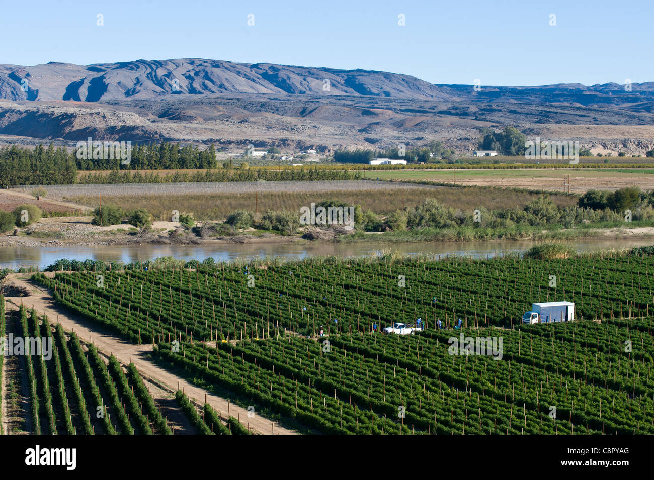 Workers on a vineyard along the Oranje River in Noordoewer Namibia Stock Photo