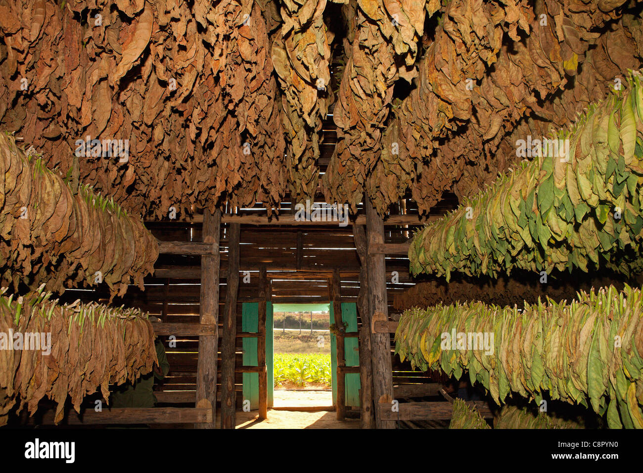 wind river tobacco company Wind River Tobacco Co, 215 Evergreen DR, Springfield, TN 37172-5884, US