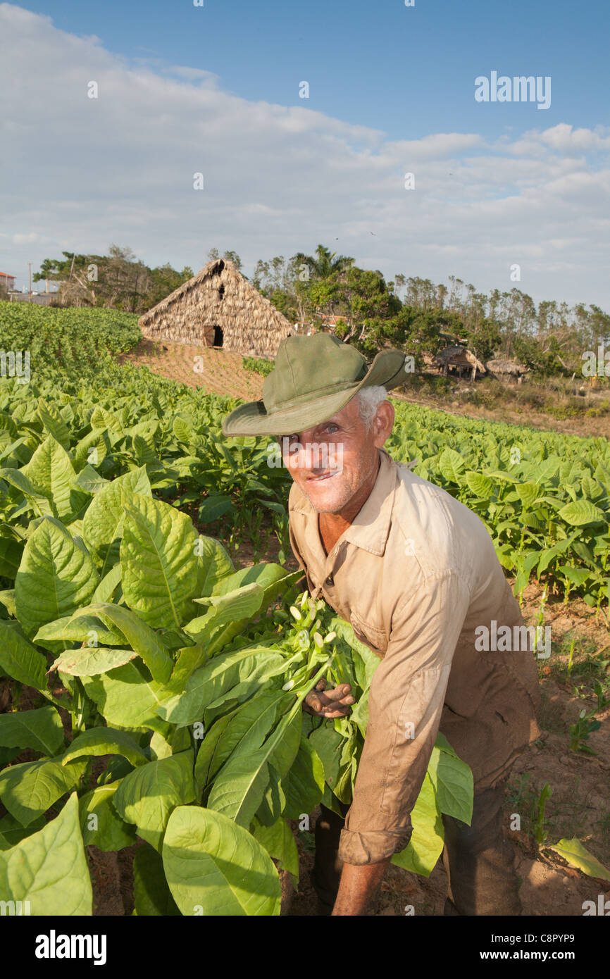 PINAR DEL RIO: VINALES TOBACCO FARMER WORKING IN TOBACCO FIELDS Stock Photo