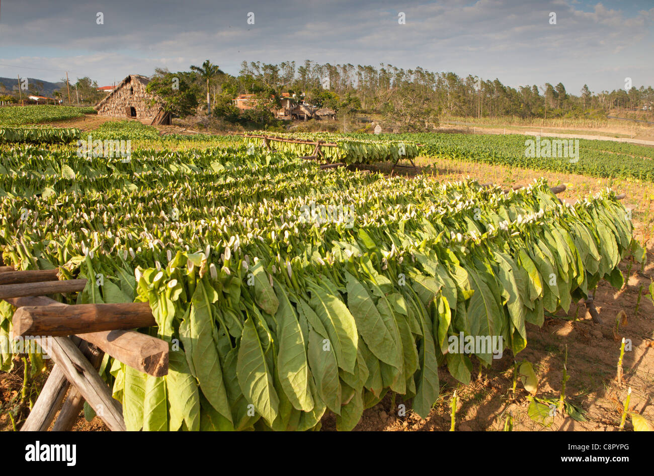 PINAR DEL RIO: VINALES VALLEY TOBACCO FARM WITH TOBACCO DRYING ON RACK Stock Photo