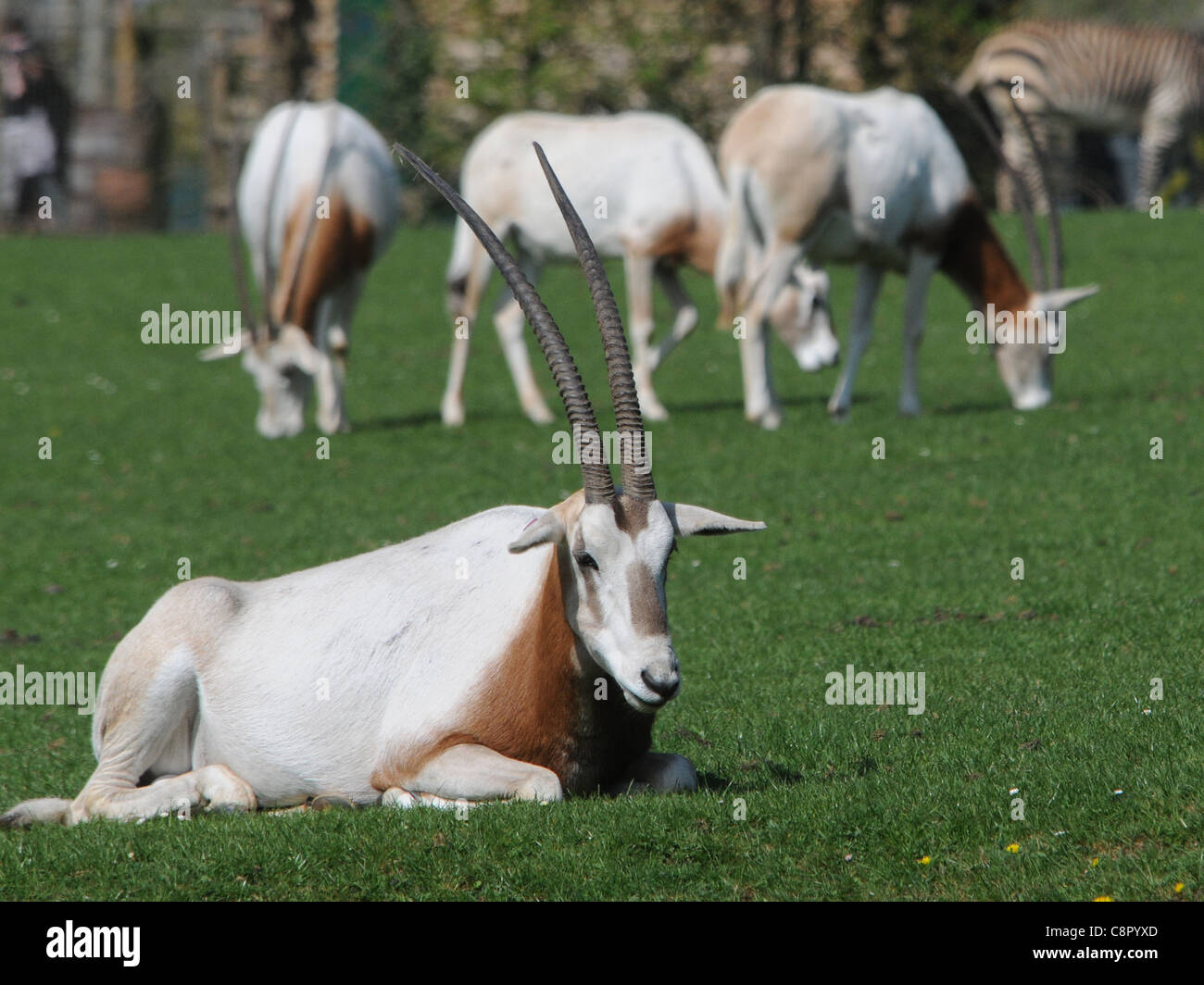 ORYX, AT MARWELL WILDLIFE ZOO, NEAR WINCHESTER, HAMPSHIRE Stock Photo