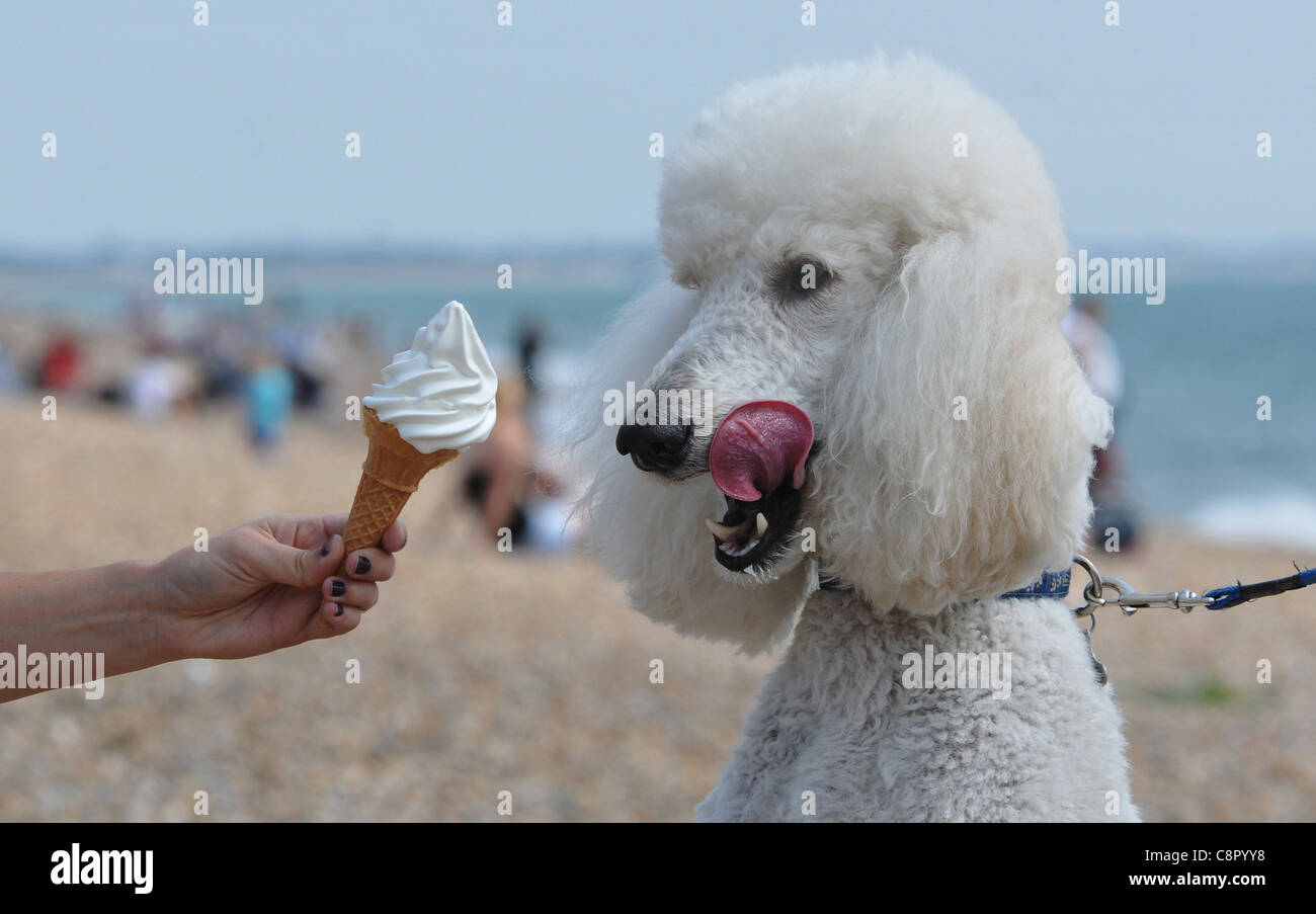 STANDARD POODLE HARLAND ENJOYS AN ICE CREAM ON THE BEACH AT SOUTHSEA, HAMPSHIRE. Stock Photo