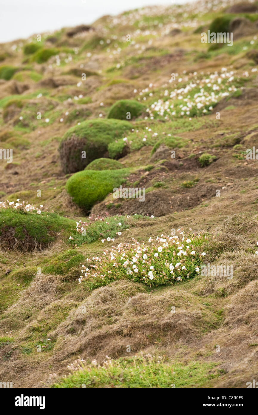 Sea Campion, Silene uniflora, on Skomer Island, Wales, United Kingdom Stock Photo