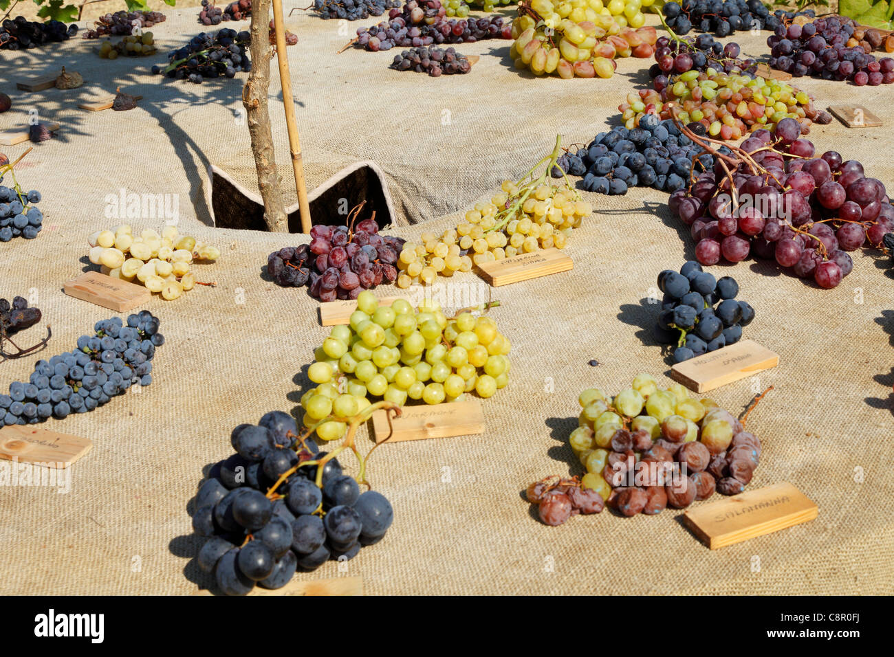 Types of table grapes Stock Photo - Alamy