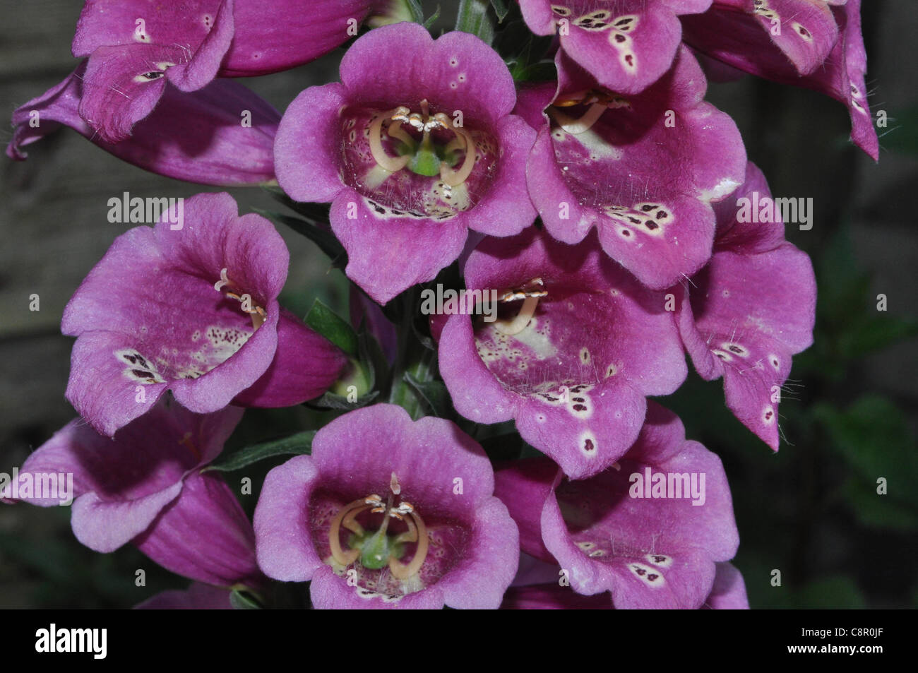 Foxglove in summer Stock Photo - Alamy