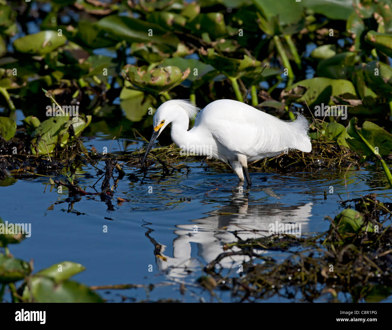 Snowy Egret at Everglades, Florida, USA Stock Photo