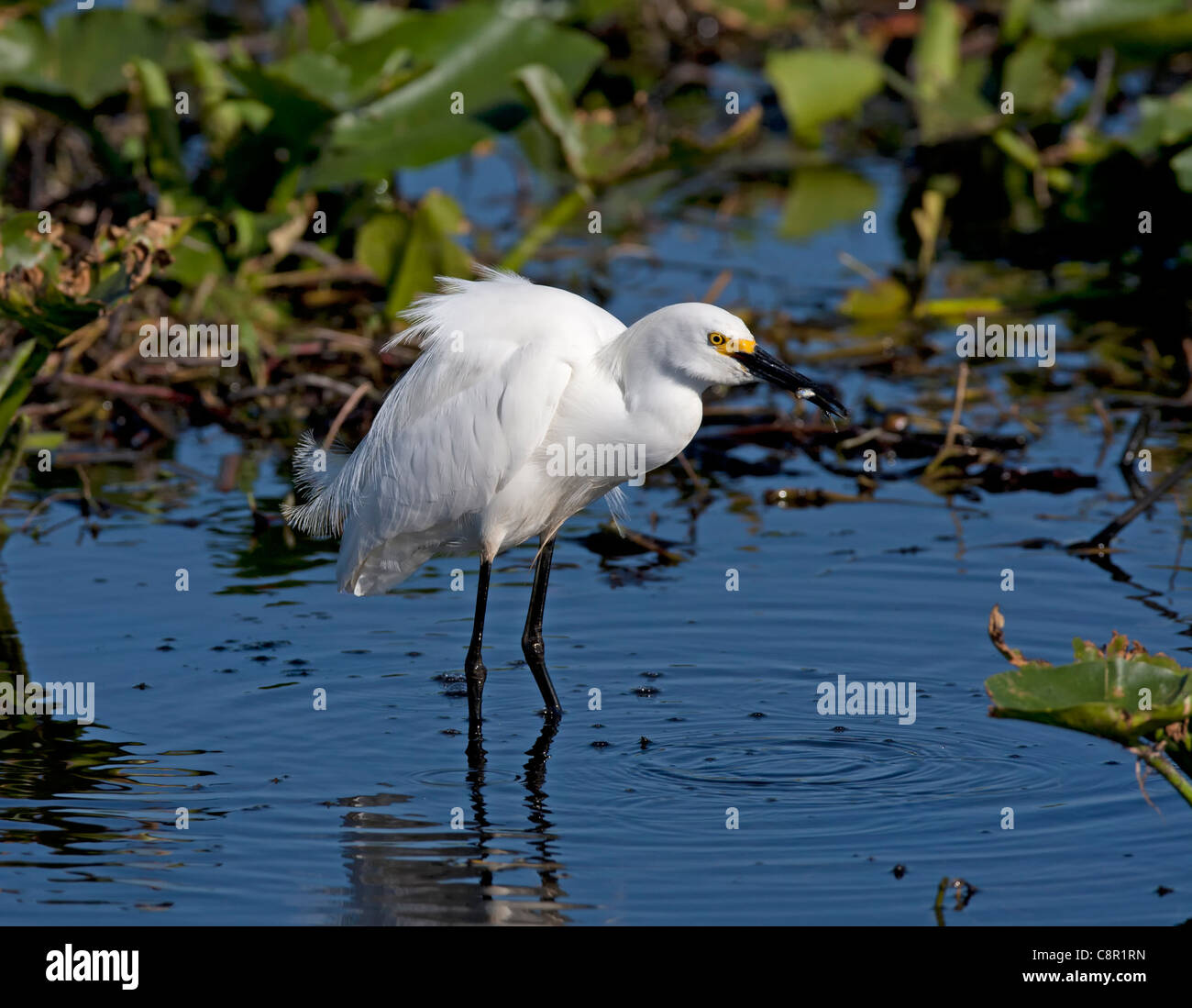 Snowy Egret at Everglades, Florida, USA Stock Photo