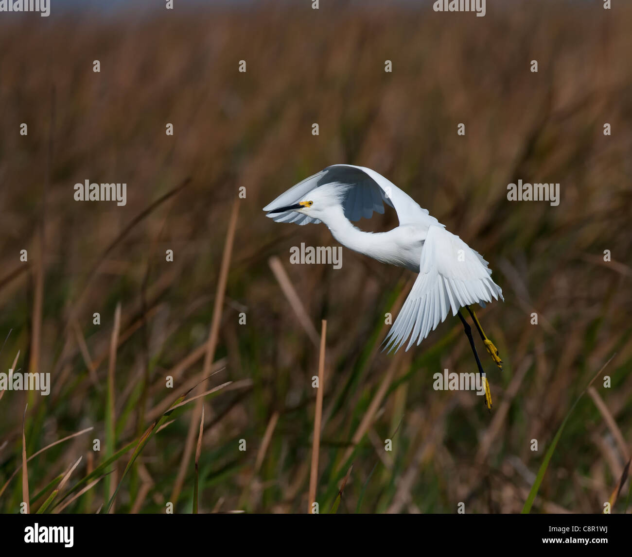 Snowy Egret in flight at everglades, Florida, USA Stock Photo