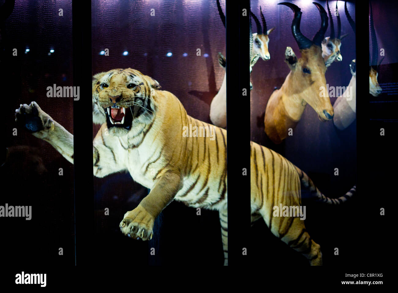A stuffed tiger in a display case at Manchester Museum in the UK Stock Photo