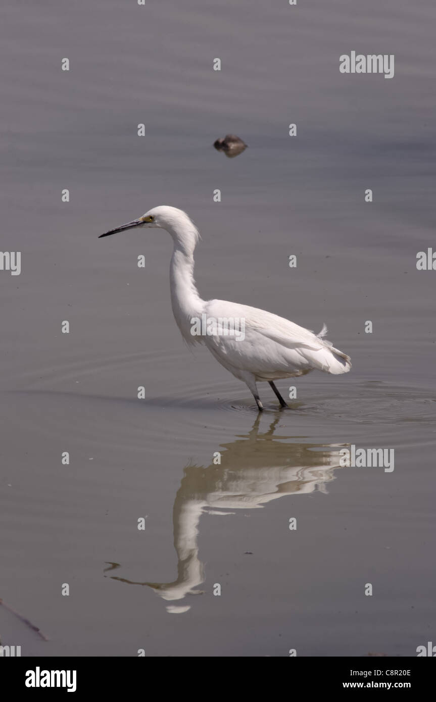 Chichicuilote hi-res stock photography and images - Alamy