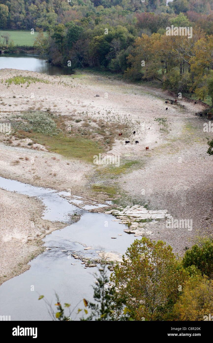 River bottom with cattle, Arkansas Stock Photo