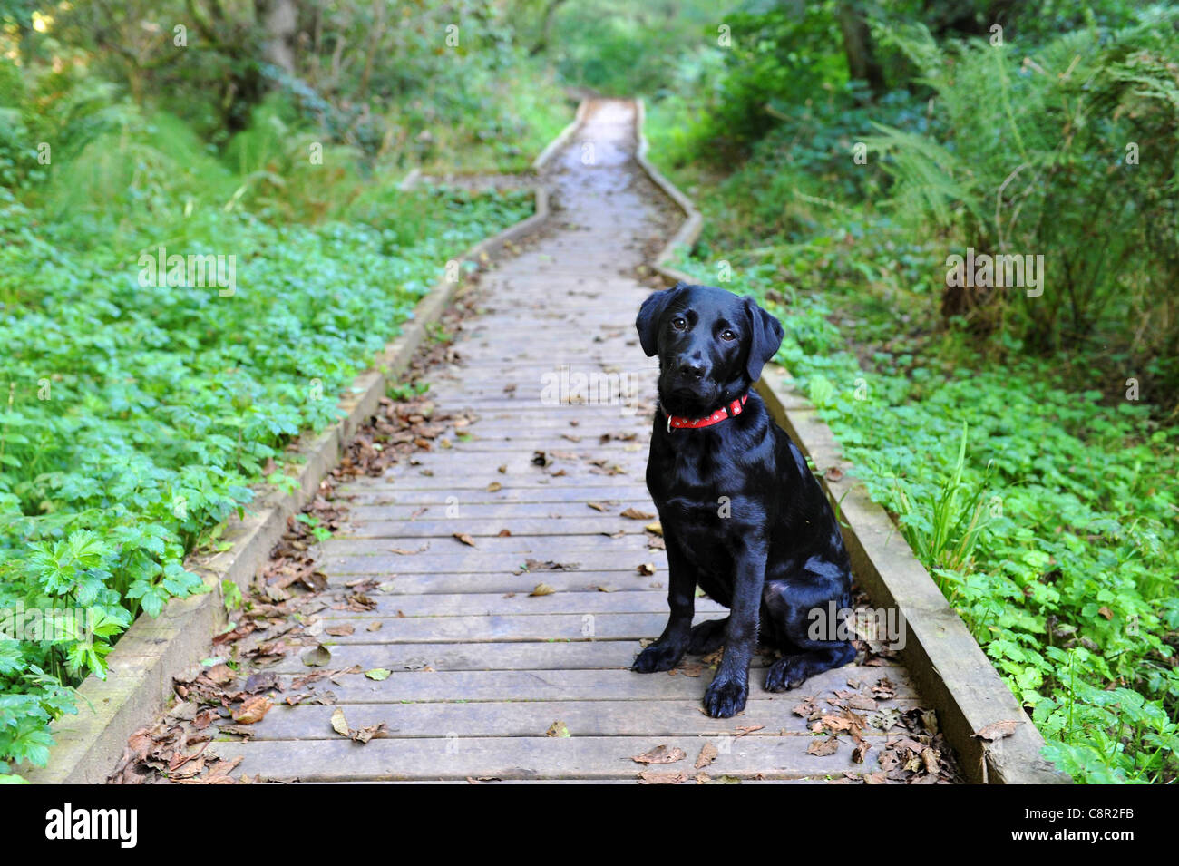 Black labrador on a walk hi-res stock photography and images - Alamy